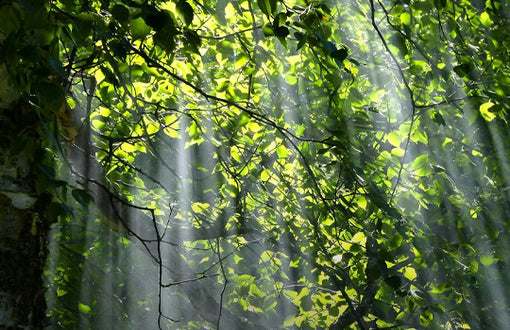 The Trending Tone: Forest Green