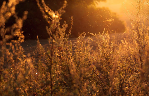 Spring Essentials: Avoid Hayfever with Hypoallergenic Bedding